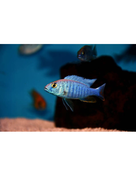 SCIAENOCHROMIS FRYERI XL / LE COUPLE