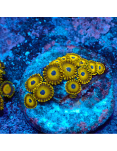 Zoanthus Gold Hornets