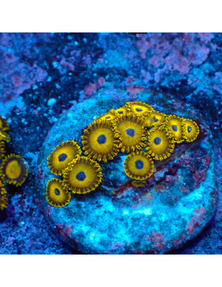 Zoanthus Gold Hornets