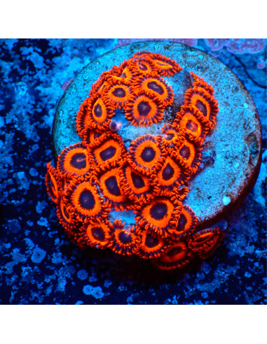 Zoanthus Kedd´s Reds