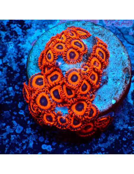 Zoanthus Kedd´s Reds