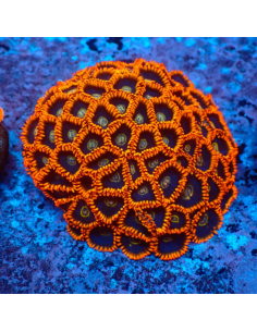 Zoanthus Rainbow Hornets