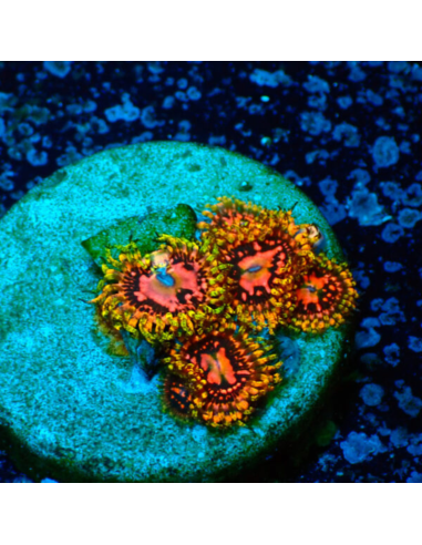 Zoanthus Space Chaos