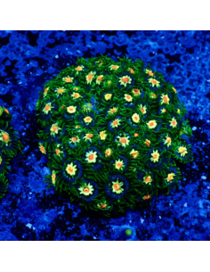 Zoanthus Stargazer 2