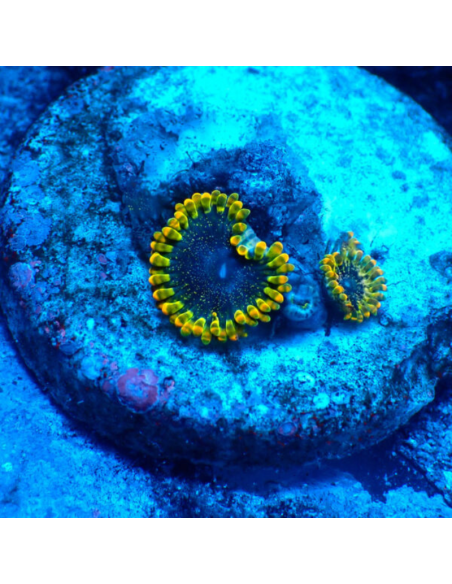 Zoanthus Tantrum