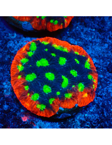 copia de FAVITES SPP ULTRA wysiwyg