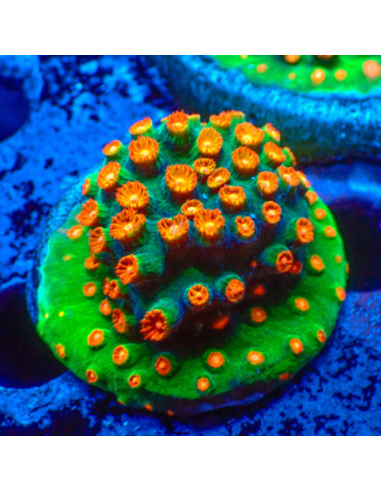 Cyphastrea Jingle Bells