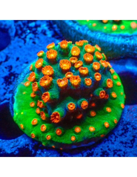 Cyphastrea Jingle Bells