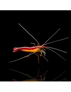 LYSMATA AMBOINENSIS taille L