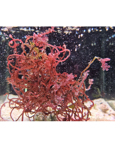 Algue Botryocladia uvaria (portion de 20 grammes)