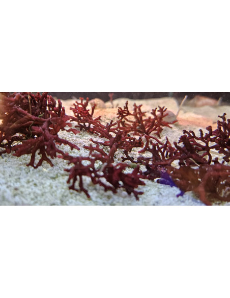 Algue Rhodopeltis sp. (portion de 20 grammes)