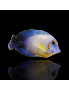 ACANTHURUS PYROFERUS CHOCOLATE