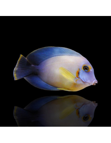 copia de ACANTHURUS PYROFERUS YELLOW
