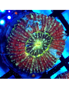 copia de copia de Lobophyllia spp