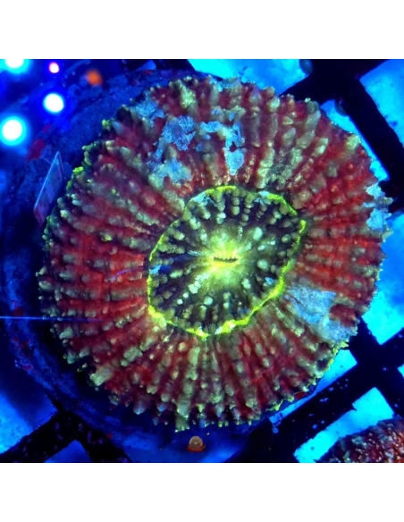 copia de copia de Lobophyllia spp