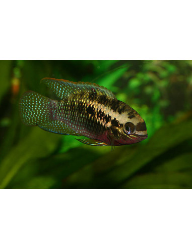 copia de LAETACARA CURVICEPS