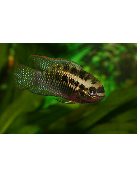 copia de LAETACARA CURVICEPS