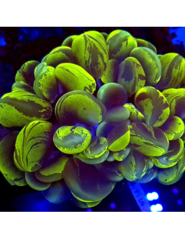 copia de copia de PLEROGYRA SINUOSA