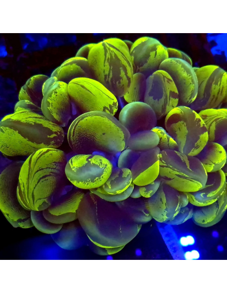 copia de copia de PLEROGYRA SINUOSA