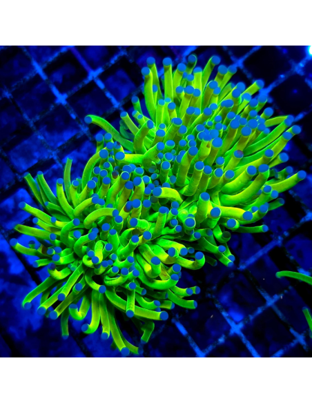 Euphyllia glabrescens HOLYGRAIL