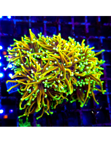 copia de EUPHYLLIA GLABRESCENS GOLD TORCH