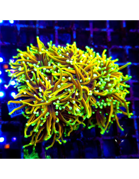 copia de EUPHYLLIA GLABRESCENS GOLD TORCH