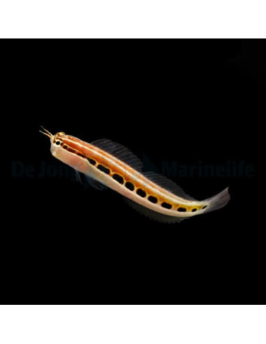copia de ECSENIUS STIGMATURA