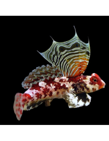 copia de SYNCHIROPUS SYCORAX