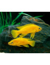 copy of LAMPROLOGUS LELEUPI