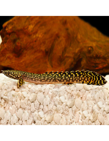copia de POLYPTERUS SENEGALUS