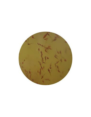 ARTEMIA SALINA MIX Nauplii, adulte + phyto  /  100 ML