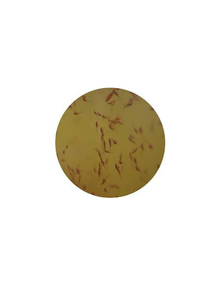 ARTEMIA SALINA MIX Nauplii, adulte + phyto  /  100 ML