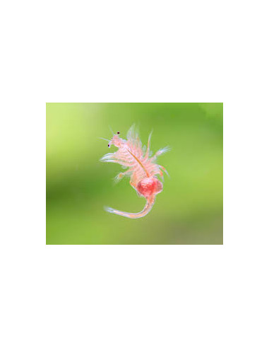 ARTEMIA SALINA MIX Nauplii, adulte + phyto  /  100 ML