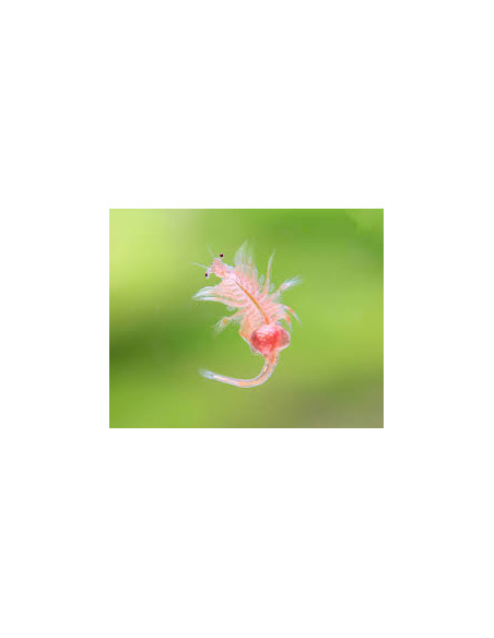 ARTEMIA SALINA MIX Nauplii, adulte + phyto  /  100 ML