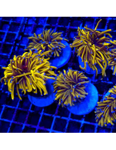 copia de copia de EUPHYLLIA GLABRESCENS GOLD TORCH 2