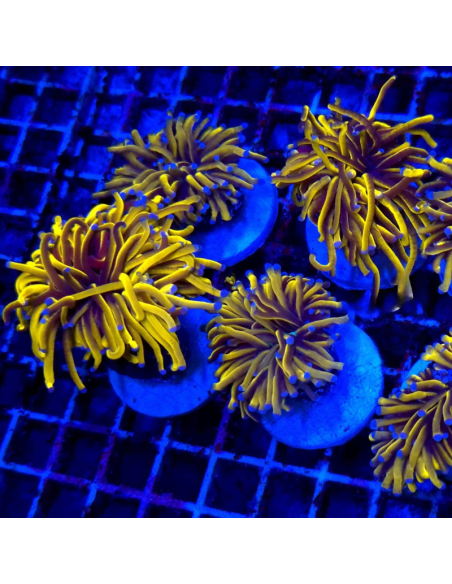 copia de copia de EUPHYLLIA GLABRESCENS GOLD TORCH