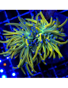 copia de copia de copia de EUPHYLLIA GLABRESCENS GOLD TORCH