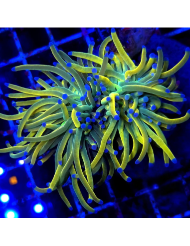 copia de copia de copia de EUPHYLLIA GLABRESCENS GOLD TORCH