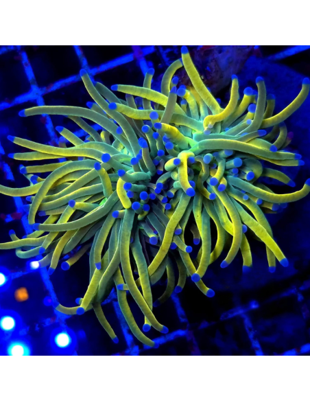 copia de copia de copia de EUPHYLLIA GLABRESCENS GOLD TORCH