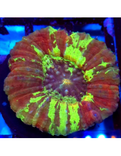 copia de copia de copia de Lobophyllia spp