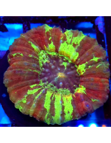 copia de copia de copia de Lobophyllia spp