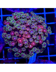 copia de copia de copia de GONIOPORA SP RED 5/6 polypes