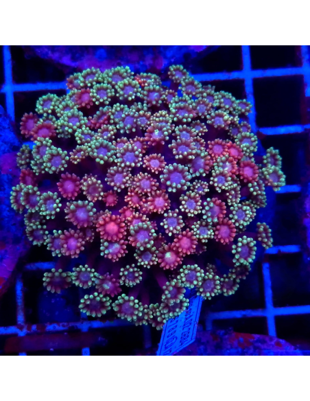 copia de copia de copia de GONIOPORA SP RED 5/6 polypes