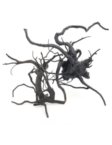 Racine Araignée BLACK MOOR WOOD LARGE