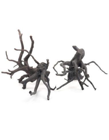 Racine Araignée BLACK MOOR WOOD SMALL