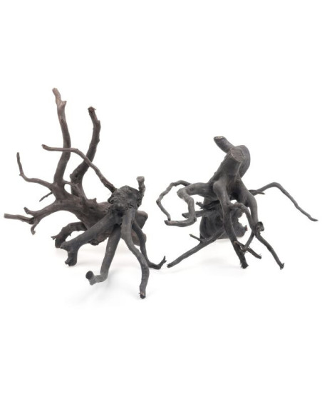 Racine Araignée BLACK MOOR WOOD SMALL