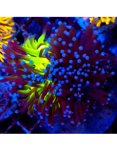 copia de copia de copia de copia de EUPHYLLIA GLABRESCENS GOLD TORCH