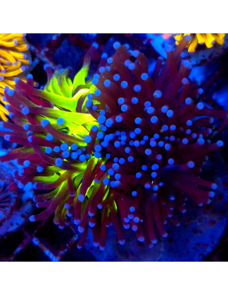 EUPHYLLIA GLABRESCENS  JOKER TORCK (rare)