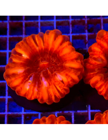 copia de Cynarina lacrymalis