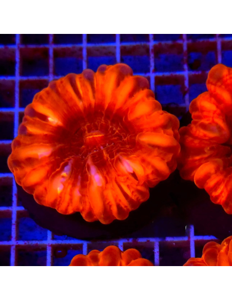 copia de Cynarina lacrymalis